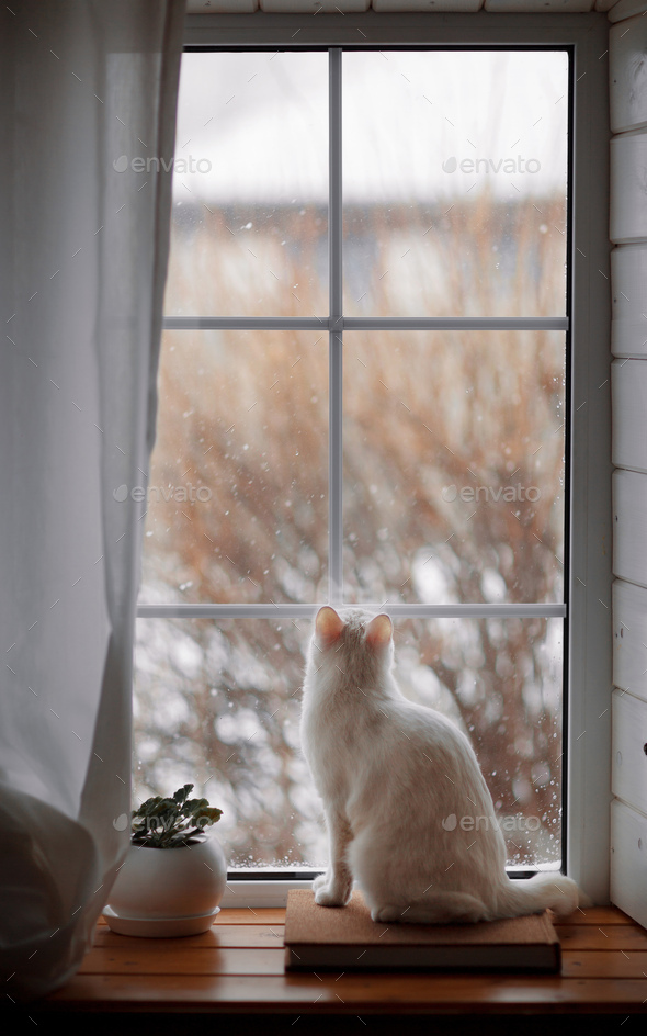 White cat and snow outside the window Stock Photo by KarinaKirina ...