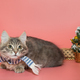 Gray kitten in a blue scarf  next to Christmas accessories - PhotoDune Item for Sale