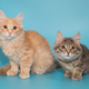 Two kittens sit side by side on a blue background - PhotoDune Item for Sale