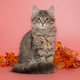 Cute grey kitten and autumn leaves - PhotoDune Item for Sale