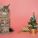 Gray kitten sits  next to Christmas accessories - PhotoDune Item for Sale