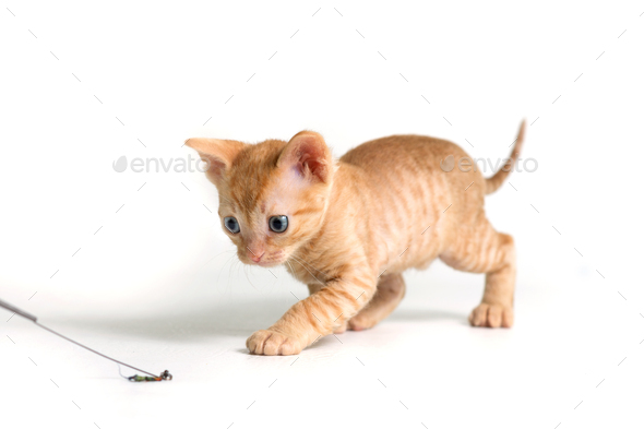 Lovely curly kitten Ural Rex sneaks behind the toy and prepared to jump