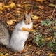 Squirrel in the autumn forest - PhotoDune Item for Sale