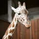 Giraffe - PhotoDune Item for Sale
