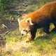 Red panda: animal zoo - PhotoDune Item for Sale