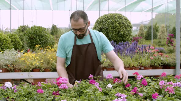 Focused Male Gardener Checking Pelargonium Plants in Pots alt