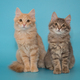 Two kittens sit side by side on a blue background - PhotoDune Item for Sale