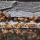 Bees leaving the hive - PhotoDune Item for Sale
