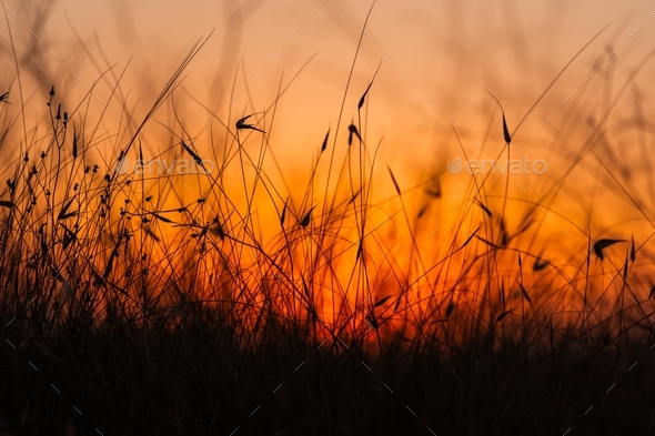 Sunset in Rural Area over the field. Late Evening photo Shoot with Shallow Depth Of field.