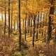 Forest in autumn  - PhotoDune Item for Sale