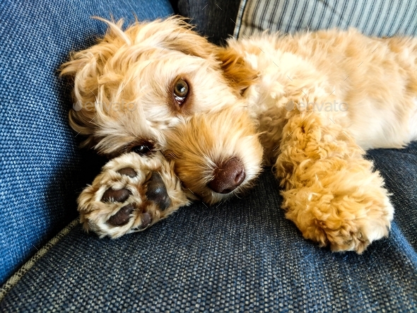 Sweet cockapoo ready to take a nap using her paw as a pillow in home sweet home.