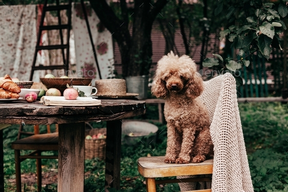 pet poodle dog and autumn still life on wooden table apples, plums, tea coffee and croissants, conce
