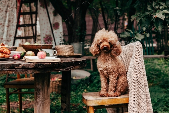 pet poodle dog and autumn still life on wooden table apples, plums, tea coffee and croissants, conce