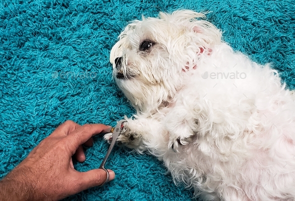 Man carefully clipping dogs toenails at a distance to avoid a bite wound.