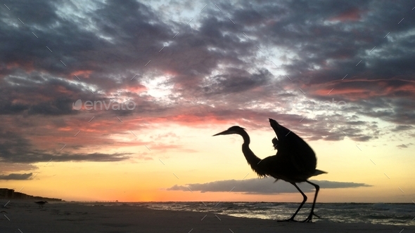 Great blue heron in silhouette in takeoff at sunrise on beach with beautiful sky and colorful clouds
