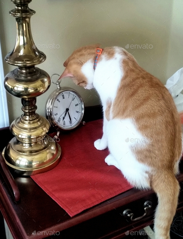 Cute pet is yellow and white cat staring at alarm clock for time in funniest photos.