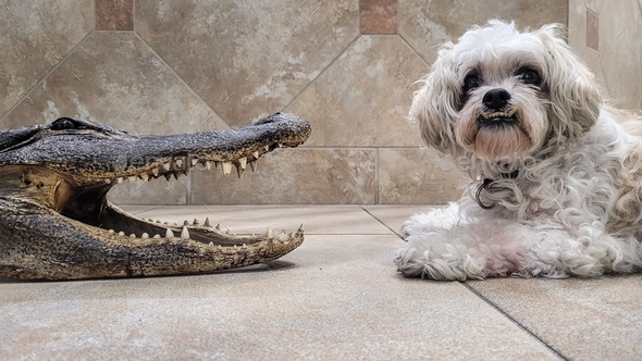 Close encounters of a reptile kind with wild animal and cute dog very emotional.