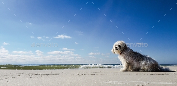 Senior doggie enjoying the minimalist landscape of Florida beach to get her vitamin D in for day.