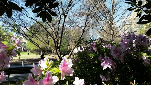 Springtime in the park with blooming azaleas and budding trees with exercise and fitness outdoors.