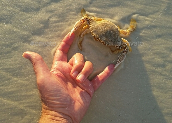 Hand gesture on beach met with emotions in a greeting with a sea creature or crustacean.