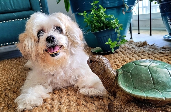 Confused dog in home sweet home with a sea turtle as new friend.
