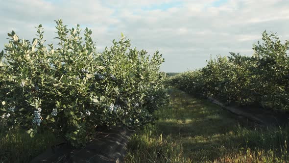 Passing Along the Blueberry Bushes on a Summer Day in a Berry Field alt