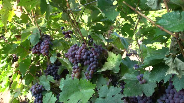 Bunch Of Black Grapes In Vineyard