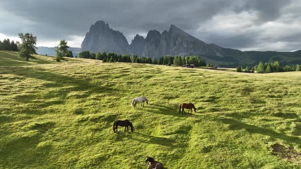 Aerial view of Seiser Alm valley with horses on the meadow at sunrise alt