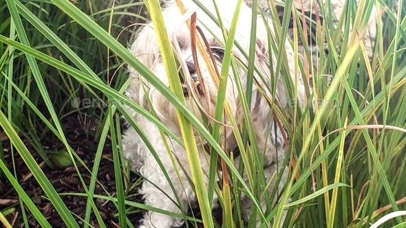Senior dog playing hide and seek in grass in pets acting like humans in grasslands.
