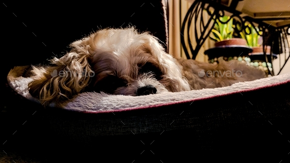 Senior dog peers over the top of her new bed knowing it\'s time to get up and go one more time.