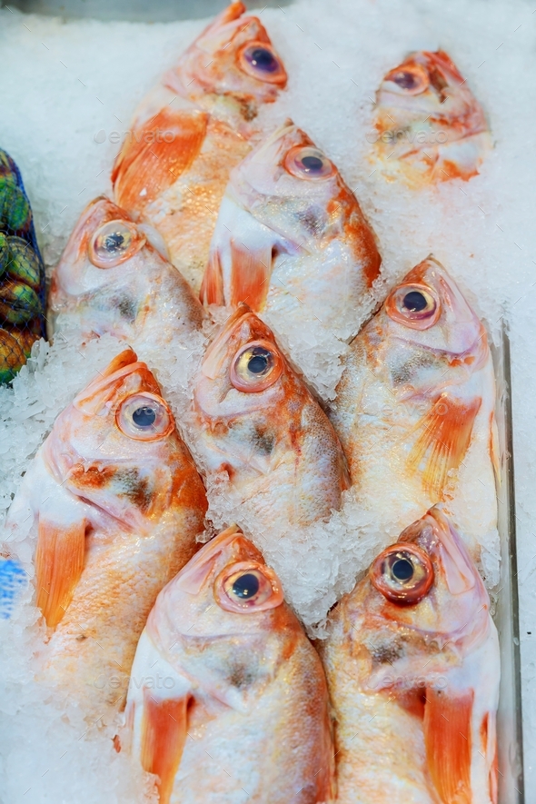 Fresh Red Tilapia Fishes chilled on cold ices and order in a straight line for keeping freshness as