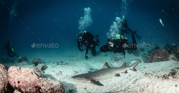 Diving safari in the depths of the ocean with a shark