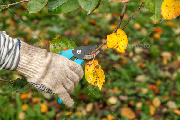 Fruit tree pruning. Garden scissors. Prune fruit trees in a sanitary manner