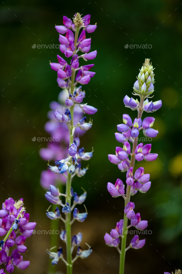 Purple lupine flowers in the field - Stock Photo - Images
