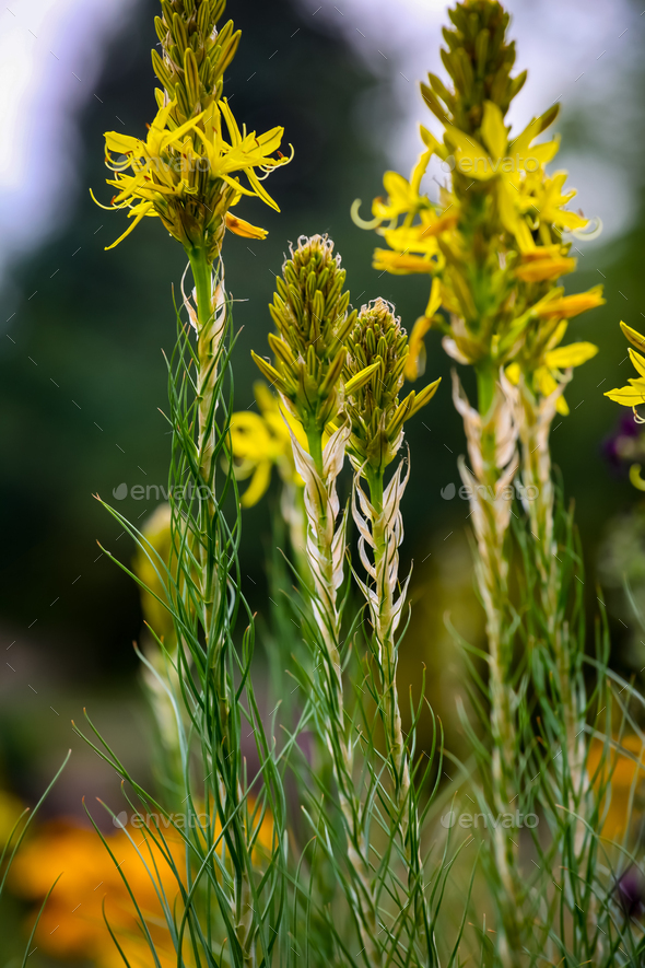 Bulbine lily (Bulbine bulbosa) in the garden - Stock Photo - Images