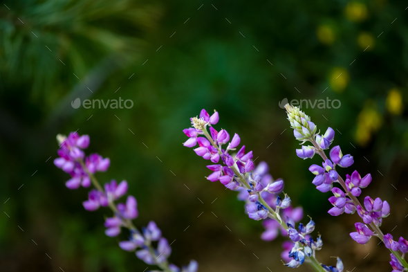 Purple lupine flowers in the field - Stock Photo - Images