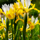 Yellow iris flowers in the field - PhotoDune Item for Sale
