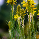Bulbine lily (Bulbine bulbosa) in the garden - PhotoDune Item for Sale