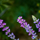 Purple lupine flowers in the field - PhotoDune Item for Sale