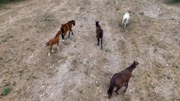 Horse ranch high in the mountains of Cappadocia Aerial view 4 K alt