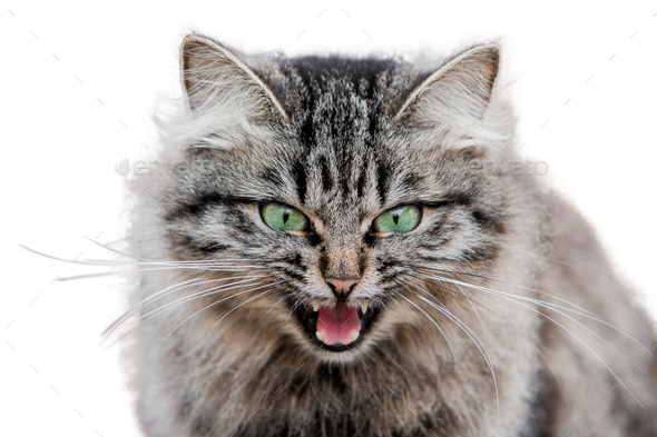 Gray cat on white background isolate - Stock Photo - Images