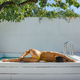 Sporty slim woman relaxing in swimming pool spa - PhotoDune Item for Sale