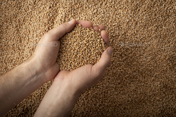 Human caucasian handfuls with wheat kernels over grain background - Stock Photo - Images