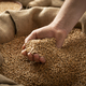 Caucasian male showing wheat grains in his hands over burlap sack - PhotoDune Item for Sale