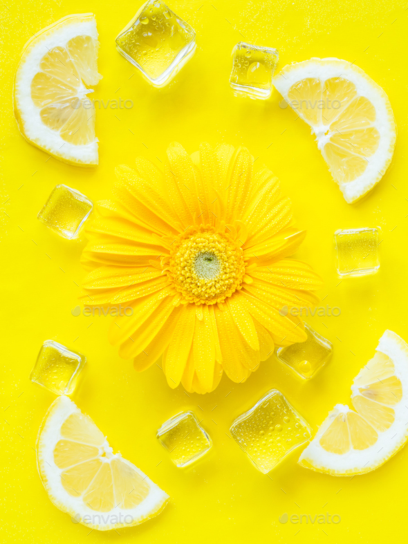 Vibrant yellow lemon citrus slice background with ice cubes, flowers - Stock Photo - Images