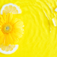 Vibrant yellow lemon citrus slice background with ice cubes, flowers - PhotoDune Item for Sale