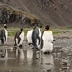 king penguins in antarctica reflecting in a puddle , Fortuna Bay South Georgia 2020 - PhotoDune Item for Sale