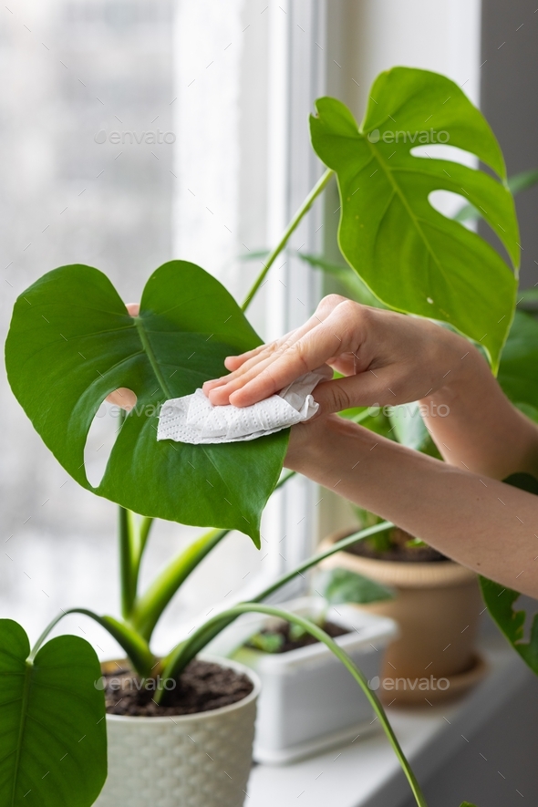 Caucasian woman caring for house plants