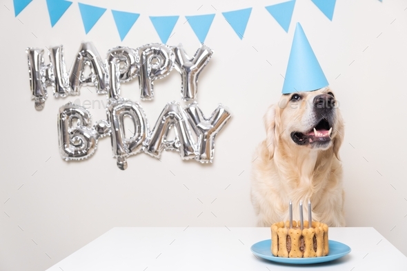 cute dog happy birthday pictures