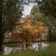 a tree in a large puddle in autumn - PhotoDune Item for Sale